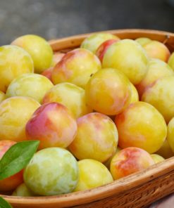 取り立てスモモ